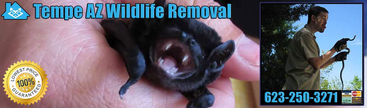 Tempe Wildlife and Animal Removal